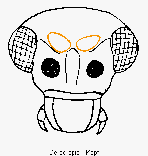 derocrepis_k.gif