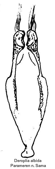 deroplia_albida_pm.jpg