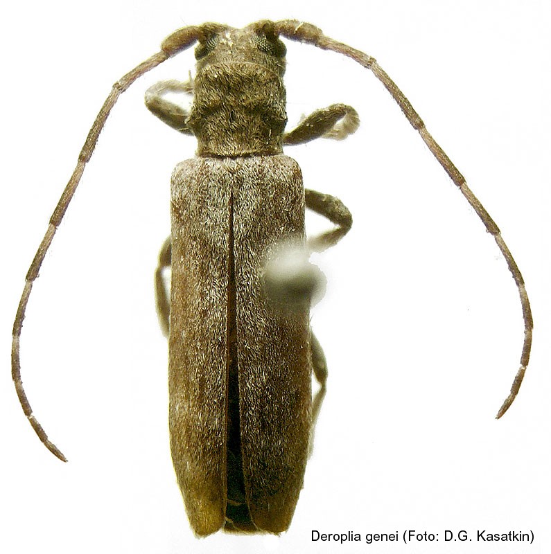 deroplia_genei.jpg