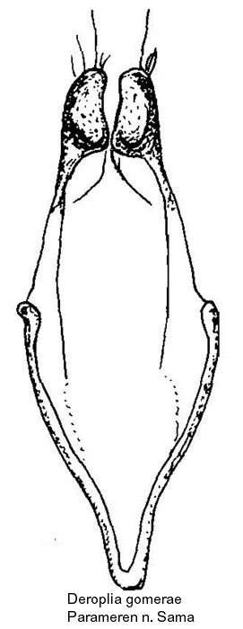 deroplia_gomerae_pm.jpg