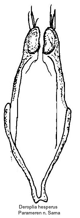 deroplia_hesperus_pm.jpg