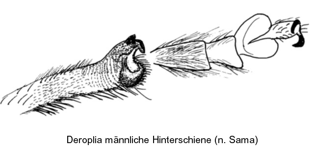 deroplia_mht.jpg