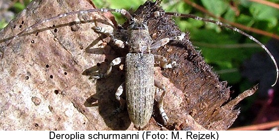 deroplia_schurmanni.jpg