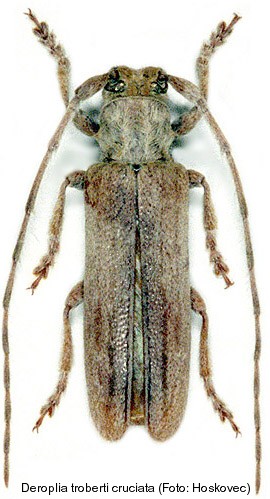 deroplia_troberti_cruciata.jpg