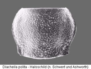 diacheila_polita_hsch.jpg