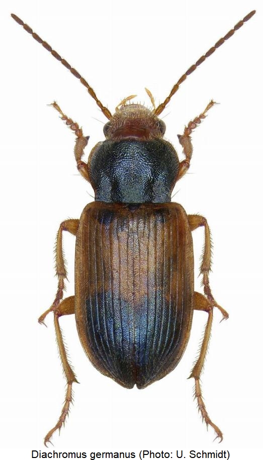diachromus_germanus_hab.jpg