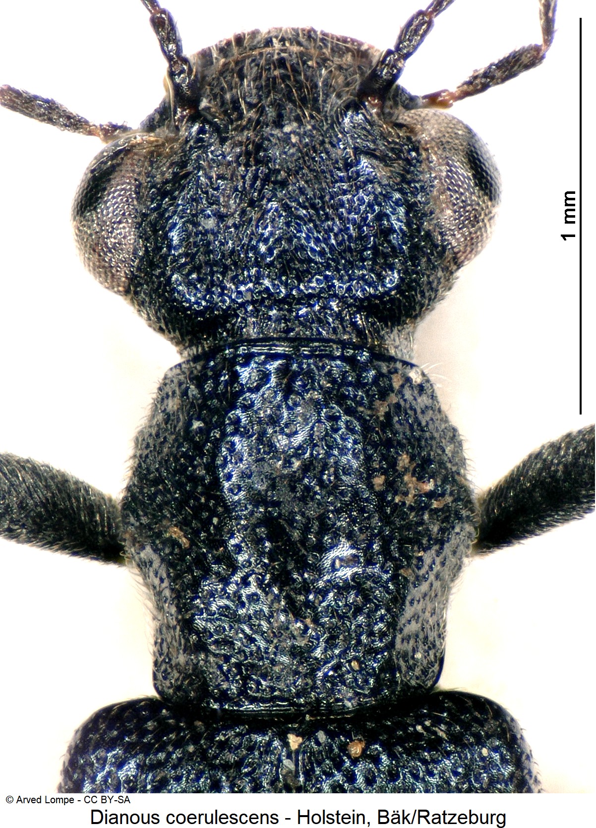dianous_coerulescens_ck4763_vk.jpg