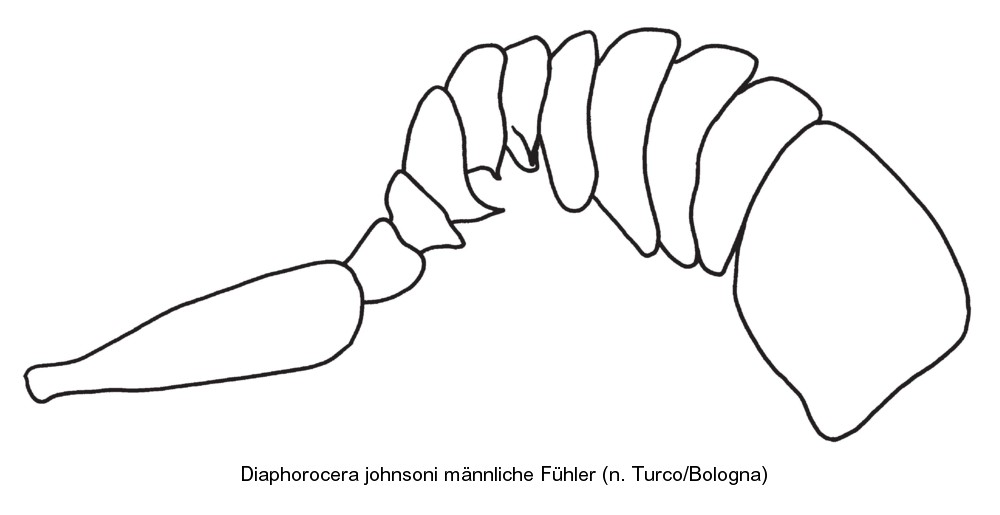 diaphorocera_johnsoni_f.jpg