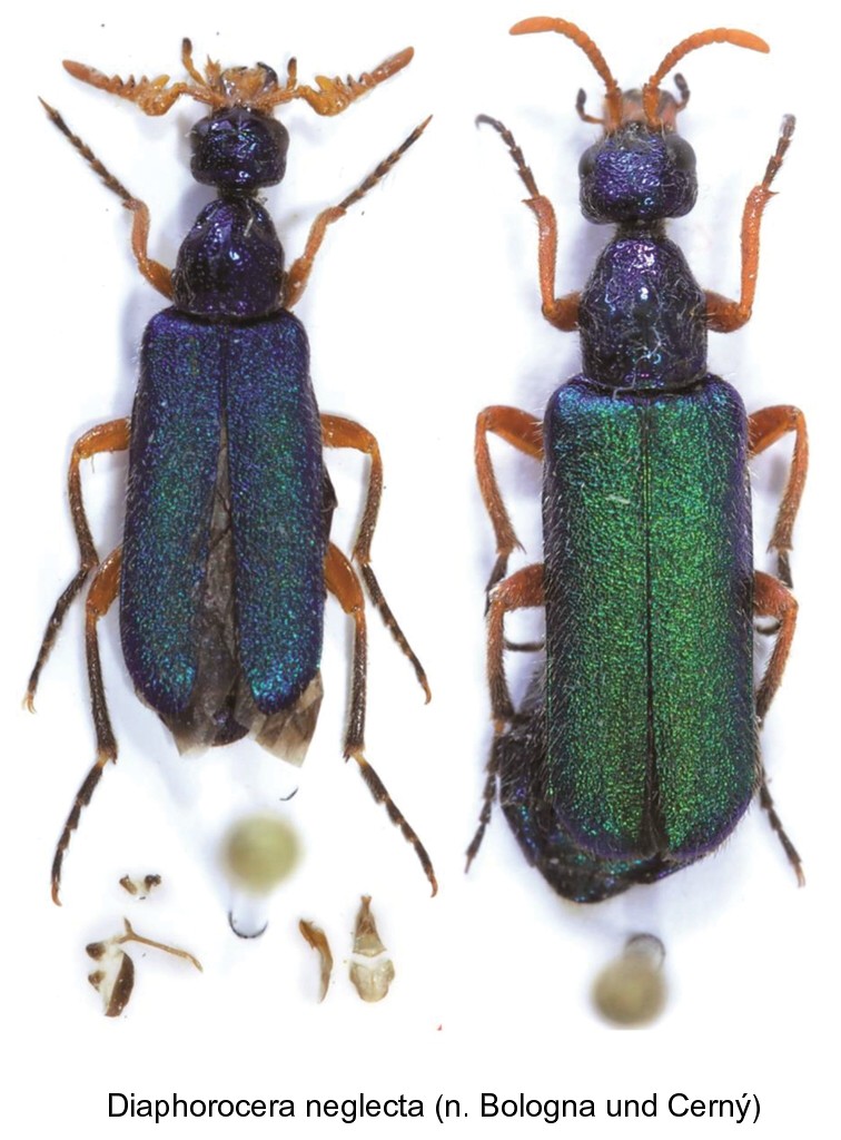diaphorocera_neglecta.jpg
