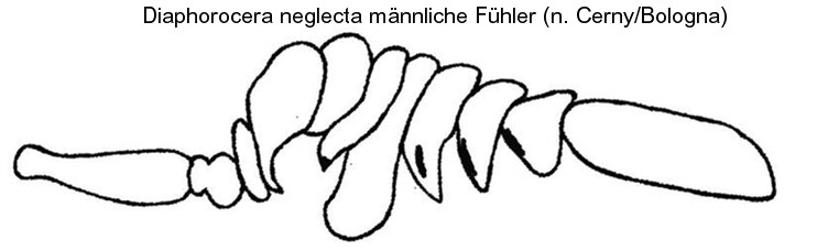 diaphorocera_neglecta_f.jpg