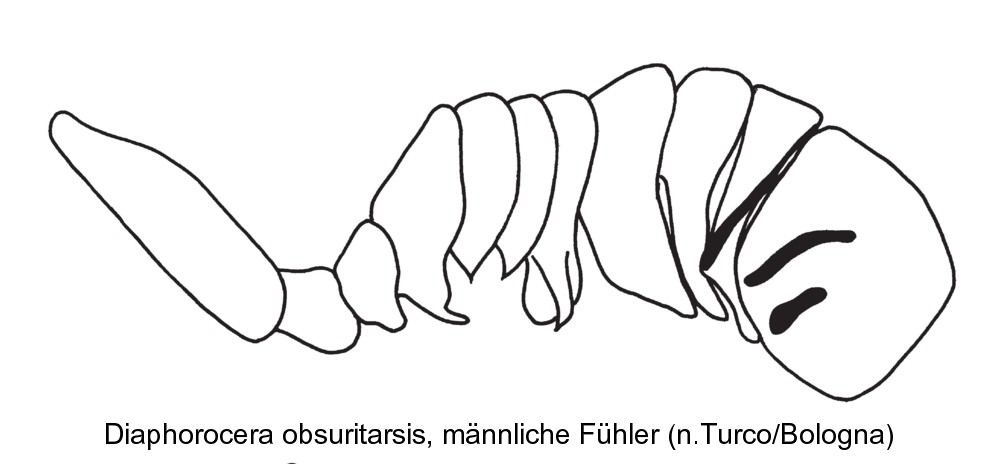 diaphorocera_obscuritarsis_f.jpg