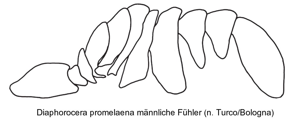 diaphorocera_promelaena_f.jpg