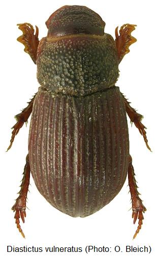 diastictus_vulneratus_hab.jpg