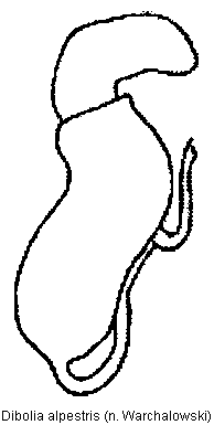 dibolia_alpestris_sperm.gif