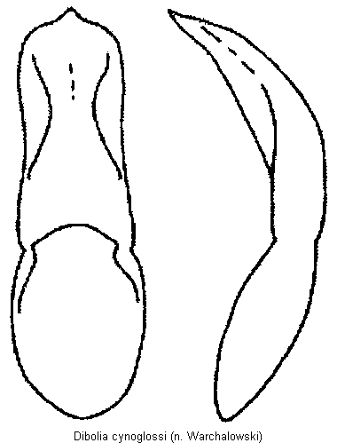 dibolia_cynoglossi.gif