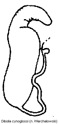 dibolia_cynoglossi_sperm.gif