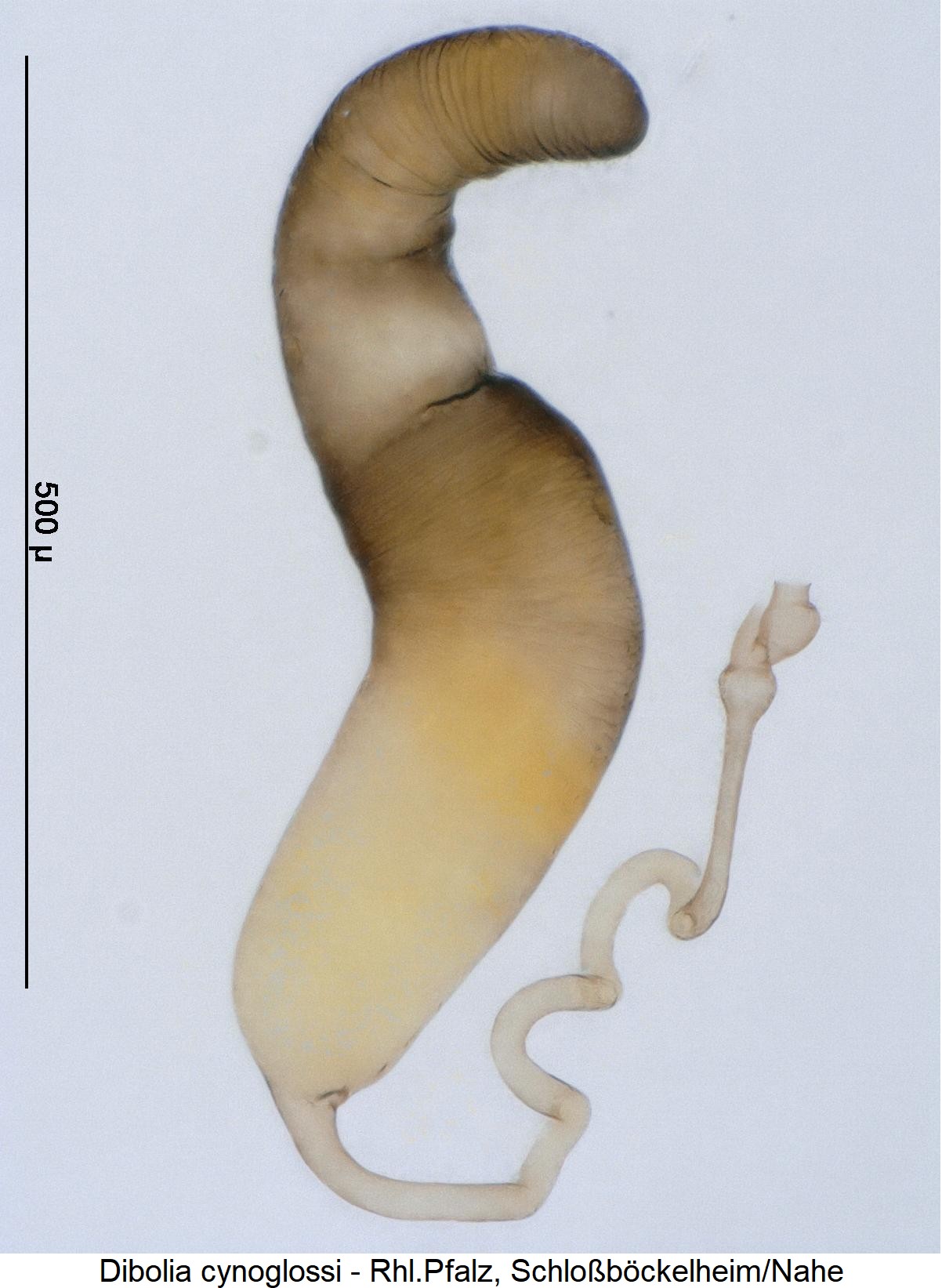 dibolia_cynoglossi_sperm1.jpg