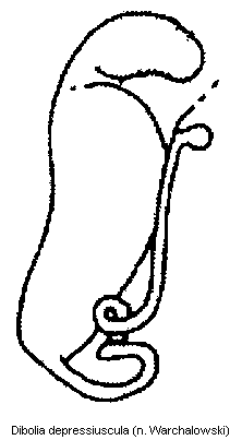 dibolia_depressiuscula_sperm.gif