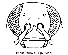 dibolia_femoralis_k.gif