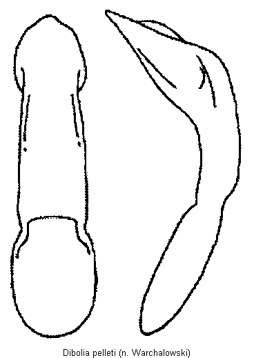 dibolia_pelleti.gif