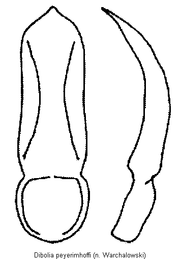 dibolia_peyerimhoffi.gif