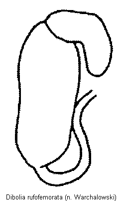dibolia_rufofemorata_sperm.gif