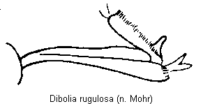 dibolia_rugulosa_hschn.gif