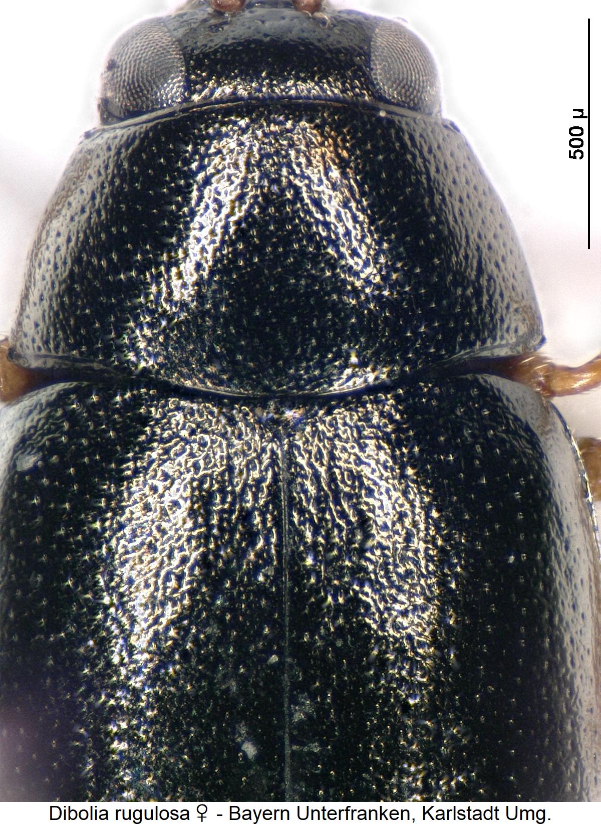 dibolia_rugulosa_w_vk.jpg