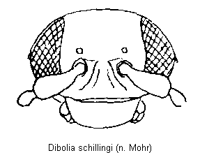 dibolia_schillingi_k.gif