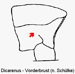dicarenus__vbr.gif