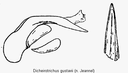 dicheirotrichus_gustavii.gif