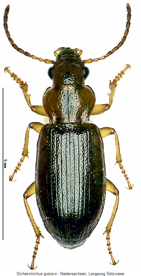 dicheirotrichus_gustavii_hab.jpg