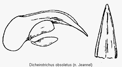 dicheirotrichus_obsoletus.gif