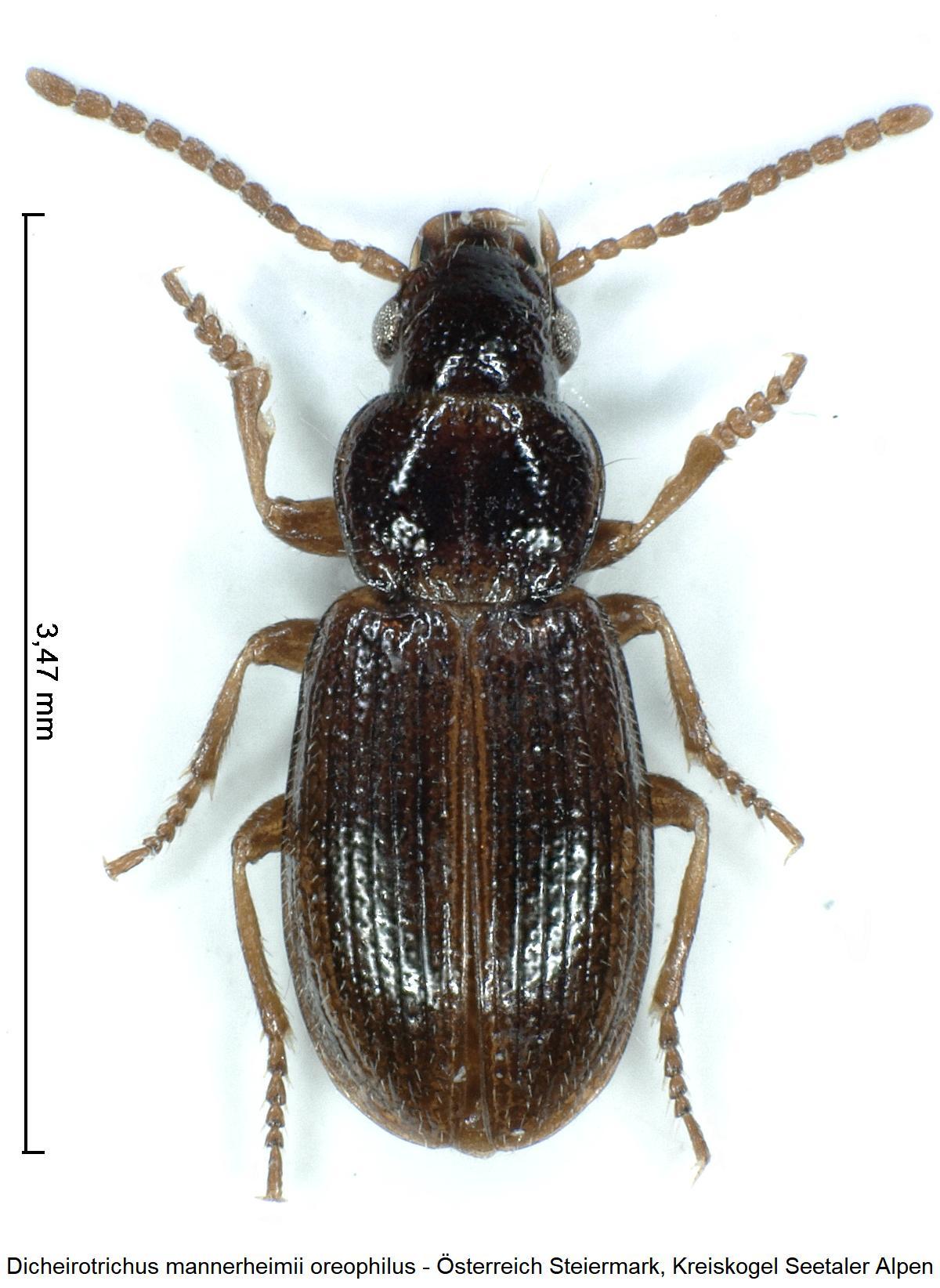 dicheirotrichus_oreophilus_hab.jpg