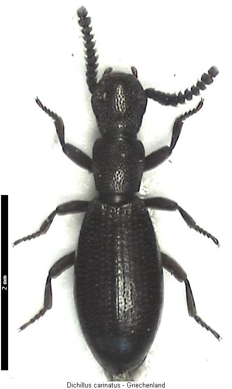 dichillus_carinatus_hab.jpg