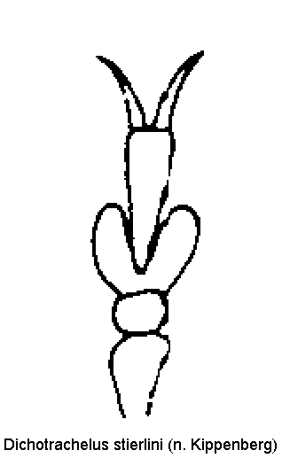 dichotrachelus_stierlini_vtr.gif