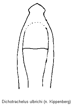 dichotrachelus_ulbrichi.gif