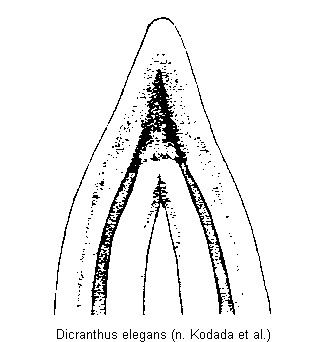 dicranthus_elegans.gif