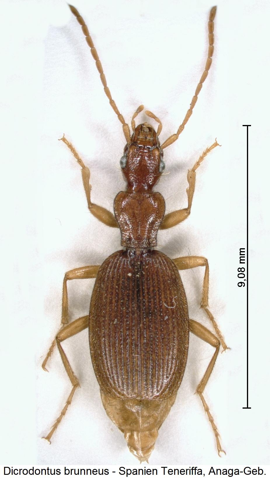 dicrodontus_brunneus_hab.jpg