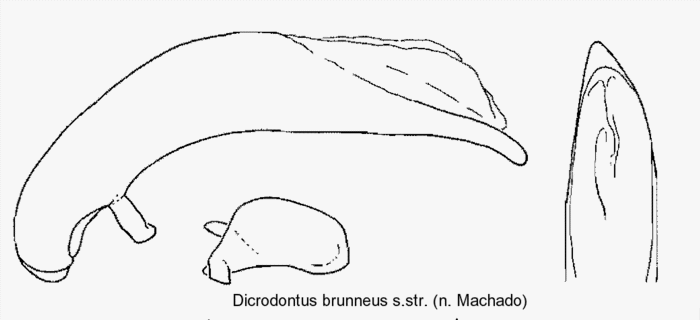 dicrodontus_brunneus_sstr_aed.gif