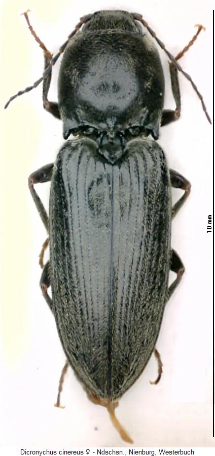 dicronychus_cinereus_hab.jpg