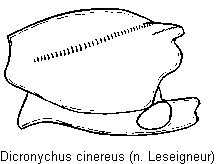 dicronychus_cinereus_hschl.gif