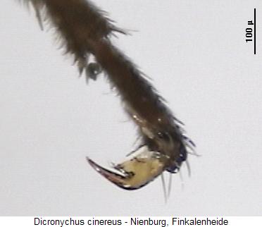 dicronychus_cinereus_tr.jpg