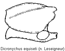 dicronychus_equiseti_hschl.gif