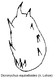 dicronychus_equisetioides_bursa.gif