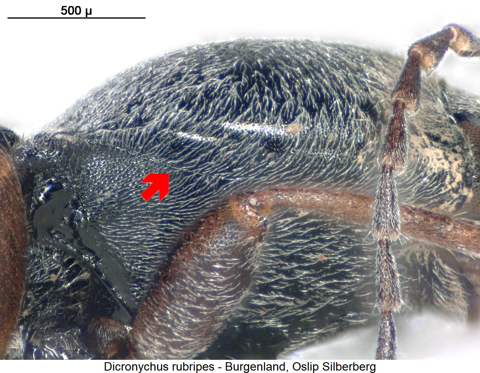 dicronychus_rubripes_hsch1.jpg