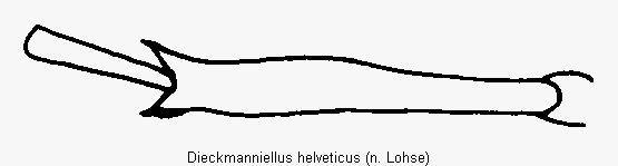 dieckmanniellus_helveticus_hschn.gif
