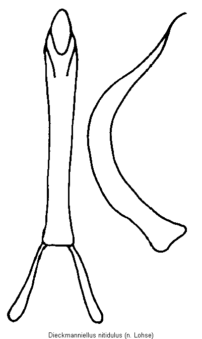 dieckmanniellus_nitidulus.gif