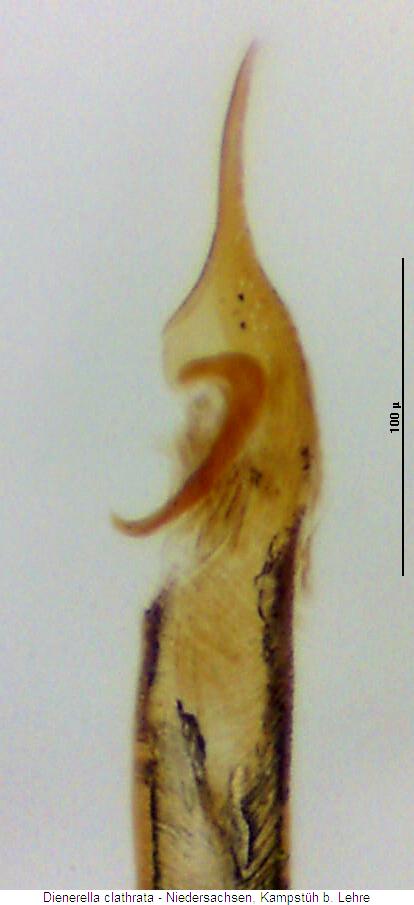 dienerella_clathrata.jpg