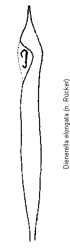 dienerella_elongata.gif